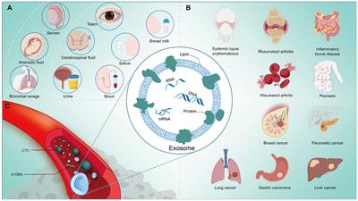 The therapeutic potential of exosomes in immunotherapy